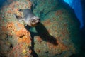 Puppy sea lion underwater looking at you Royalty Free Stock Photo