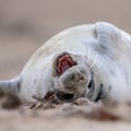 puppy seal bent of laughter Royalty Free Stock Photo
