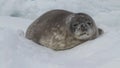 Puppy seal Weddel who lies on the ice among the hummocks in the winter afternoon