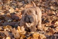 Puppy shar-pei is sitting in the autumn foliage.