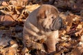 Puppy shar-pei is sitting in the autumn foliage.
