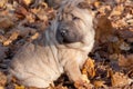 Puppy shar-pei is sitting on the autumn foliage.
