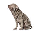 Puppy Shar Pei sitting, 10 weeks old, isolated