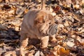 Puppy shar pei is standing on the autumn foliage. .