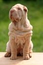 Puppy sharpei