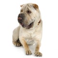 Puppy Sharpei (9 mouths) Royalty Free Stock Photo