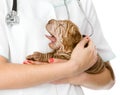 Puppy sharpei dog on hands at the veterinarian Royalty Free Stock Photo