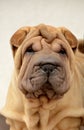 Puppy sharpei's portrait Royalty Free Stock Photo