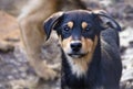 Puppy in a shelter for homeless dogs.