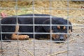 Puppy in the shelter,a rottweiler puppy is lying in a cage Royalty Free Stock Photo