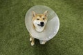 Puppy Shiba inu purebred wearing protective with cone collar on neck after surgery looking at camera. The dog outdoor. Royalty Free Stock Photo