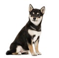 Puppy Shiba Inu sitting, 4 months old, isolated