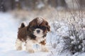 puppy shih tzu in winter