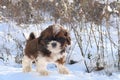 puppy shih tzu in winter