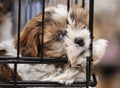 Puppy shihtzu in cage