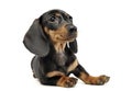 Puppy shor hair dachshund relaxing in studio