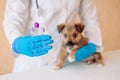 Puppy Shots Schedule. Pet Vaccines. Vet doctor holding test tubes with vaccine near cute little mongrel dog in clinic, closeup.