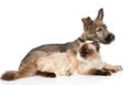 Puppy and siamese cat together. isolated on white background Royalty Free Stock Photo