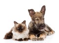 Puppy and siamese cat together. isolated on white background Royalty Free Stock Photo