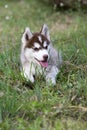 Puppy of Siberian husky