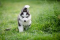 Puppy siberian husky on grass