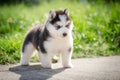 Puppy siberian husky on grass