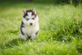 Puppy siberian husky on grass