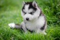 Puppy siberian husky on grass