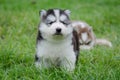 Puppy siberian husky on grass