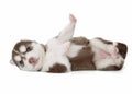 Puppy Siberian husky isolated Royalty Free Stock Photo