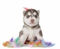 Puppy Siberian husky isolated Royalty Free Stock Photo