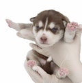 Puppy Siberian husky isolated Royalty Free Stock Photo