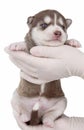 Puppy Siberian husky isolated Royalty Free Stock Photo
