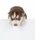 Puppy Siberian husky isolated Royalty Free Stock Photo