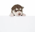 Puppy Siberian husky isolated Royalty Free Stock Photo