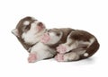 Puppy Siberian husky isolated Royalty Free Stock Photo