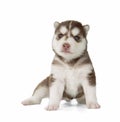 Puppy Siberian husky isolated Royalty Free Stock Photo