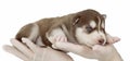 Puppy Siberian husky isolated Royalty Free Stock Photo