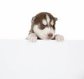 Puppy Siberian husky isolated Royalty Free Stock Photo
