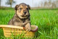 the puppy sits in a basket on the grass. summer sunny day. summer. dog in summer. dog Royalty Free Stock Photo