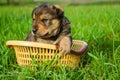 the puppy sits in a basket on the grass. summer sunny day. summer. dog in summer. dog Royalty Free Stock Photo