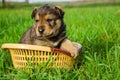 the puppy sits in a basket on the grass. summer sunny day. summer. dog in summer. dog Royalty Free Stock Photo