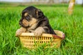 the puppy sits in a basket on the grass. summer sunny day. summer. dog in summer. basket Royalty Free Stock Photo