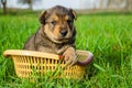 the puppy sits in a basket on the grass. summer sunny day. summer. dog in summer. dog Royalty Free Stock Photo