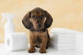 puppy sits next to diapers, paper napkins and odor remover