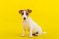 A puppy sits on a yellow background and looks at the camera. A trained little dog executes a sit command. Purebred