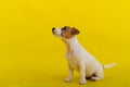 A puppy sits on a yellow background and looks up at the owner. A trained little dog performs a sit command. Purebred