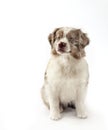 Puppy Sitting Royalty Free Stock Photo