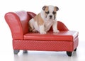 puppy sitting on a dog couch Royalty Free Stock Photo