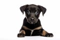 Puppy is sitting down and looking at the camera with sad look on his face. Generative AI Royalty Free Stock Photo